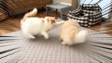 【悲報】調子にのった犬が猫にボコボコに殴られました😂【猫のレモンちゃんねる】