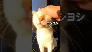 甘え上手な猫さんにメロメロ【感動猫動画】