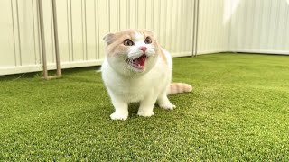 庭ではしゃぎすぎて息切れしちゃった子猫がこうなっちゃいました…汗【もちまる日記】