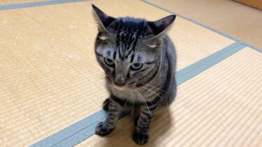 一緒に遊んでいたらイカ耳になって急にブチギレるふくちゃん…【てん動画】