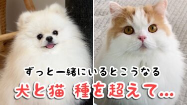 犬と猫。仲良くなれないと言われたけど、一緒に色んな遊び方が出来るようになった2人に感動しました！【猫のレモンちゃんねる】