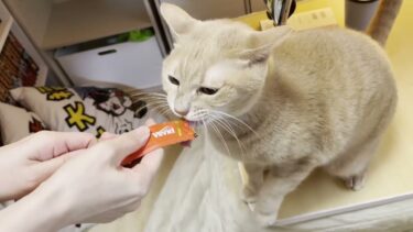 もしも、ひのきが一人っ子だったら【ひのき猫】