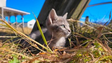 公園の遊具で遊ぶ子猫がカワイイ【感動猫動画】