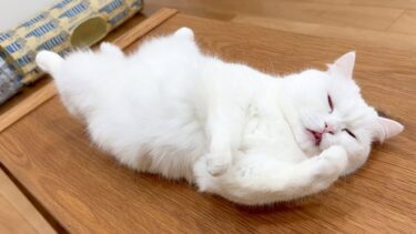 間違えて朝ごはんを２回あげたら猫が動かなくなったw【ポムさんとしまちゃん / ねこべや】