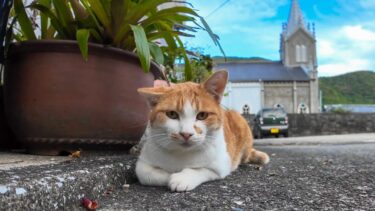 隠れキリシタン猫【感動猫動画】