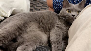 どこまでも追いかけてくる灰色猫が可愛すぎたw【まんまる猫】つむチャンネル。
