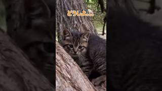 ママが迎えにきてくれた…✨【感動猫動画】