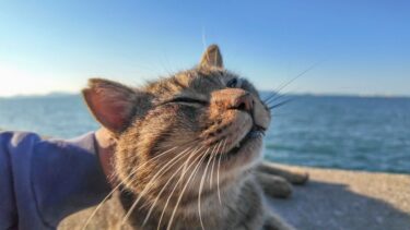 防波堤の猫を撫でるとゴロンゴロン転がってカワイイ【感動猫動画】