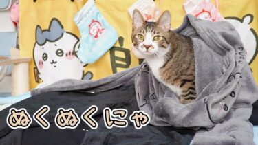 ねこも服が恋しくなる季節？新しいちいかわパジャマに我先にともぐりこむゴマちゃん　【リキちゃんねる　猫動画】 キジトラ 猫のいる暮らし