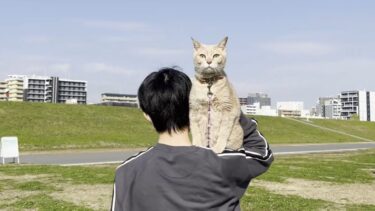 淀川河川敷公園で息子に抱っこされて安心する猫【ひのき猫】