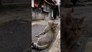 仲良し猫ちゃんのところに案内してくれた🐱♪【感動猫動画】