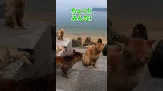猫のリサイタルが開催されていました😸【感動猫動画】