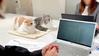 留守番が寂しくて会社の会議についてきちゃった猫たちがかわいすぎました笑【もちまる日記】