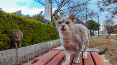公園のベンチで行われていた猫の集会に参加してきた【感動猫動画】