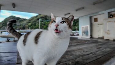 夕方の漁港にいた猫ちゃんナデナデを催促してきてカワイイ【感動猫動画】