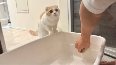 トイレを掃除してたら急におしっこしたくなった猫がこうなっちゃいました…【もちまる日記】