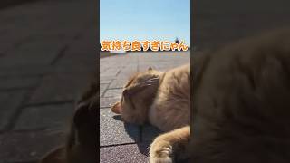 気持ちよくてとろけていく猫が可愛いすぎるw【感動猫動画】