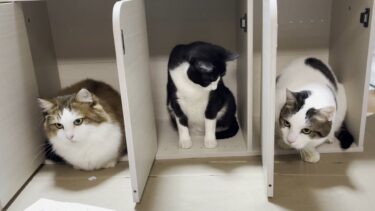 息子の作業を見守る？見下す？猫【ひのき猫】