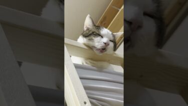 爆睡中の猫 #ひのき猫 #cat #大福にゃん #猫 #豆大福【ひのき猫】