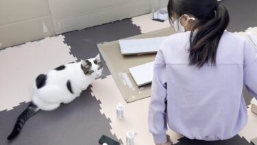 本棚をリメイクしていると「しっかり塗れよ」と監視する猫【ひのき猫】