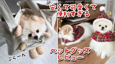 SHEINでペットグッズを大量に買ってみたら猫と犬が可愛くなりすぎてヤバかった！【猫のレモンちゃんねる】