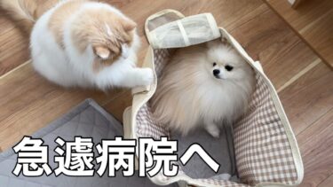 愛犬の様子がおかしくなり仕事を中断して急遽病院へ行ったら驚きのことを言われました。【猫のレモンちゃんねる】