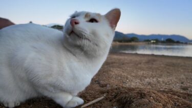 夕方の池の畔にいた猫ちゃん、撫でられて喜ぶもやっぱり池の鳥が気になる【感動猫動画】