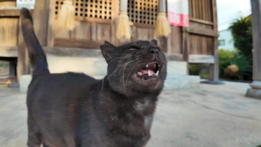 神社に行くといつも出迎えてくれる黒猫がいて癒やされる【感動猫動画】