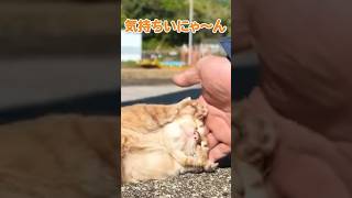 みんな休憩中にゃ〜むにゃむにゃ🐱【感動猫動画】