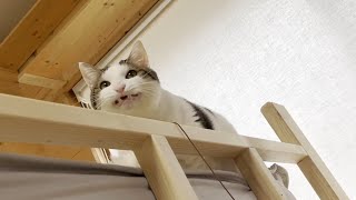 お父さんが見つかるまで暇つぶしに息子に遊んでもらう猫【ひのき猫】