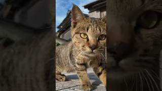 猫さん大集合！！✨【感動猫動画】