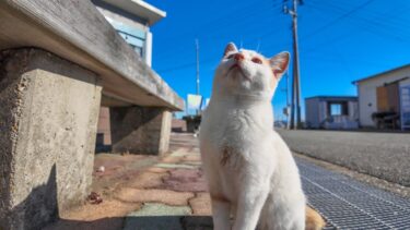 猫島の公民館前にいた子猫がかわい過ぎる【感動猫動画】