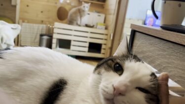 豆大福に申し訳なさそうにする猫が健気【ひのき猫】