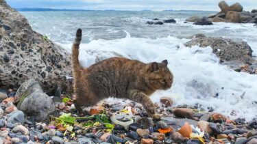 波に打たれながら海辺の生ゴミをあさる野良猫たち【感動猫動画】