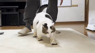 豆大福に冬散歩用の靴下を履かせてみたのですが・・・【ひのき猫】