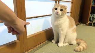 旅館の障子を破った猫を問い詰めたらまさかの事態が発覚しました…【もちまる日記】