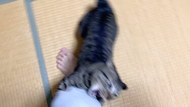 縄張りに侵入したら容赦なく攻撃してくる猫…【てん動画】