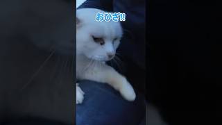 やっぱりお膝が1番にゃ…🐱【感動猫動画】