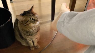 飼い主の臭すぎる足を嗅いでしまった猫の反応…【てん動画】
