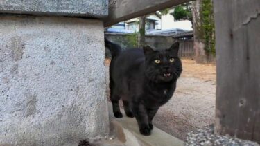 神社に行くと手水舎で参拝者を待っている黒猫ちゃんがいました【感動猫動画】