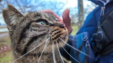 雪が止んだので公園に行ったら猫が駆け寄ってきて膝の上に乗ってきた【感動猫動画】