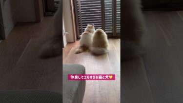 仲良しすぎて後ろ姿がそっくりになった猫と犬 #cat #ねこ #ポメラニアン【猫のレモンちゃんねる】