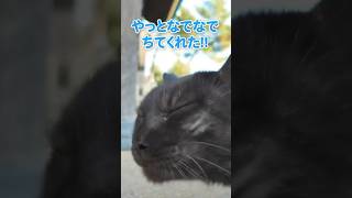 あごの下が好きなの〜！！😸【感動猫動画】