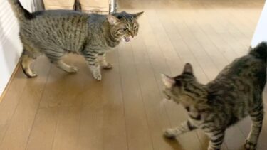 先住猫と新入り猫が接触して喧嘩勃発…【てん動画】