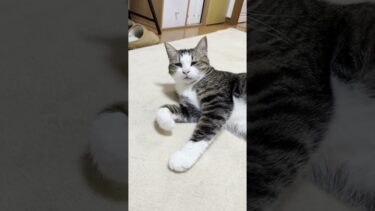 あまり集中していないときのエアフミフミ #ひのき猫 #cat #猫【ひのき猫】