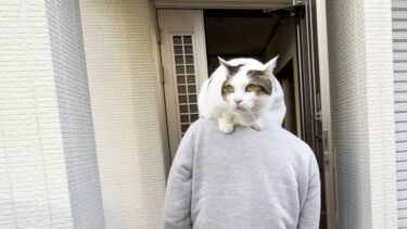 「いっさい歩かへん散歩」を満喫した猫【ひのき猫】