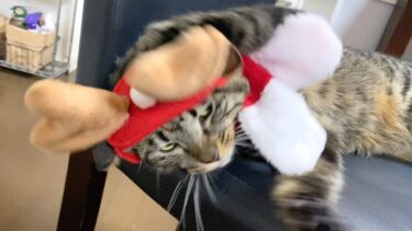 飼い主にコスプレを強要された猫の最低なクリスマス…【てん動画】