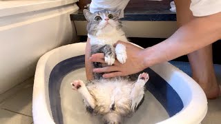 お風呂嫌いな猫を半年ぶりに洗おうとしたらこうなっちゃいました…【もちまる日記】