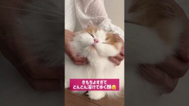 これが幸せ、、、！【猫のレモンちゃんねる】