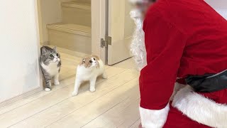 クリスマスにサンタさんが家に来たときの猫たちの反応がかわいすぎたw【もちまる日記】